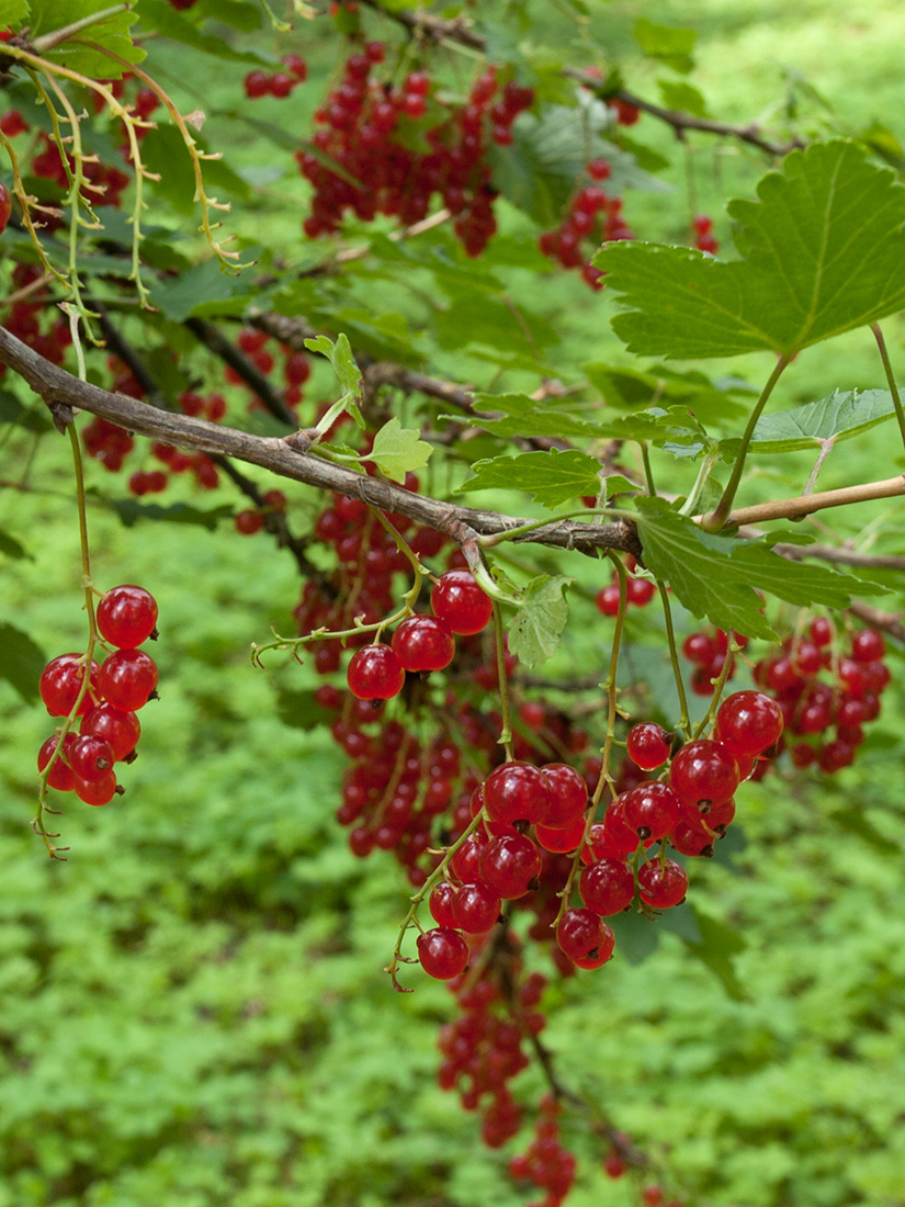 Изображение особи Ribes rubrum.