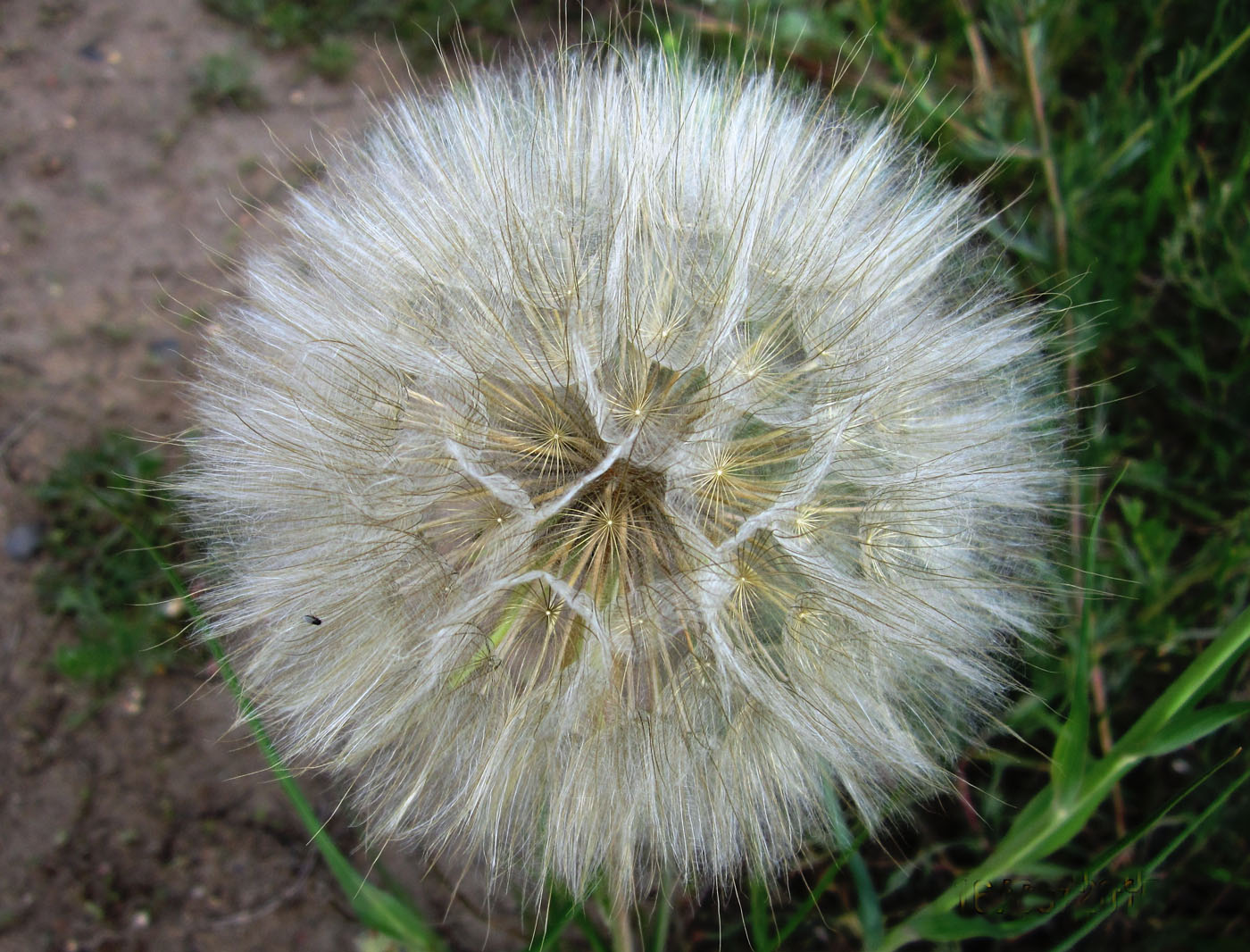 Image of Tragopogon dubius specimen.