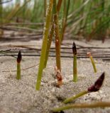 genus Eleocharis