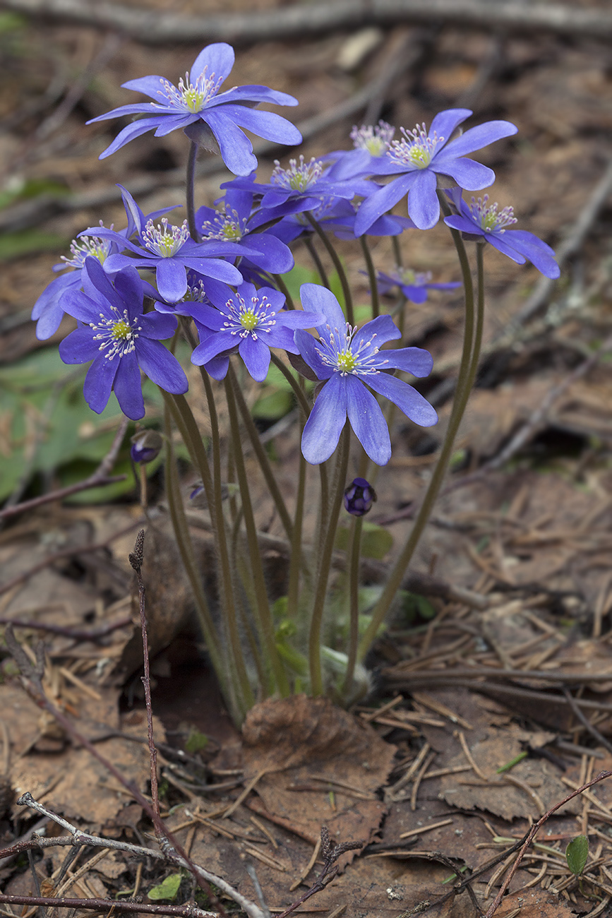 Image of Hepatica nobilis specimen.