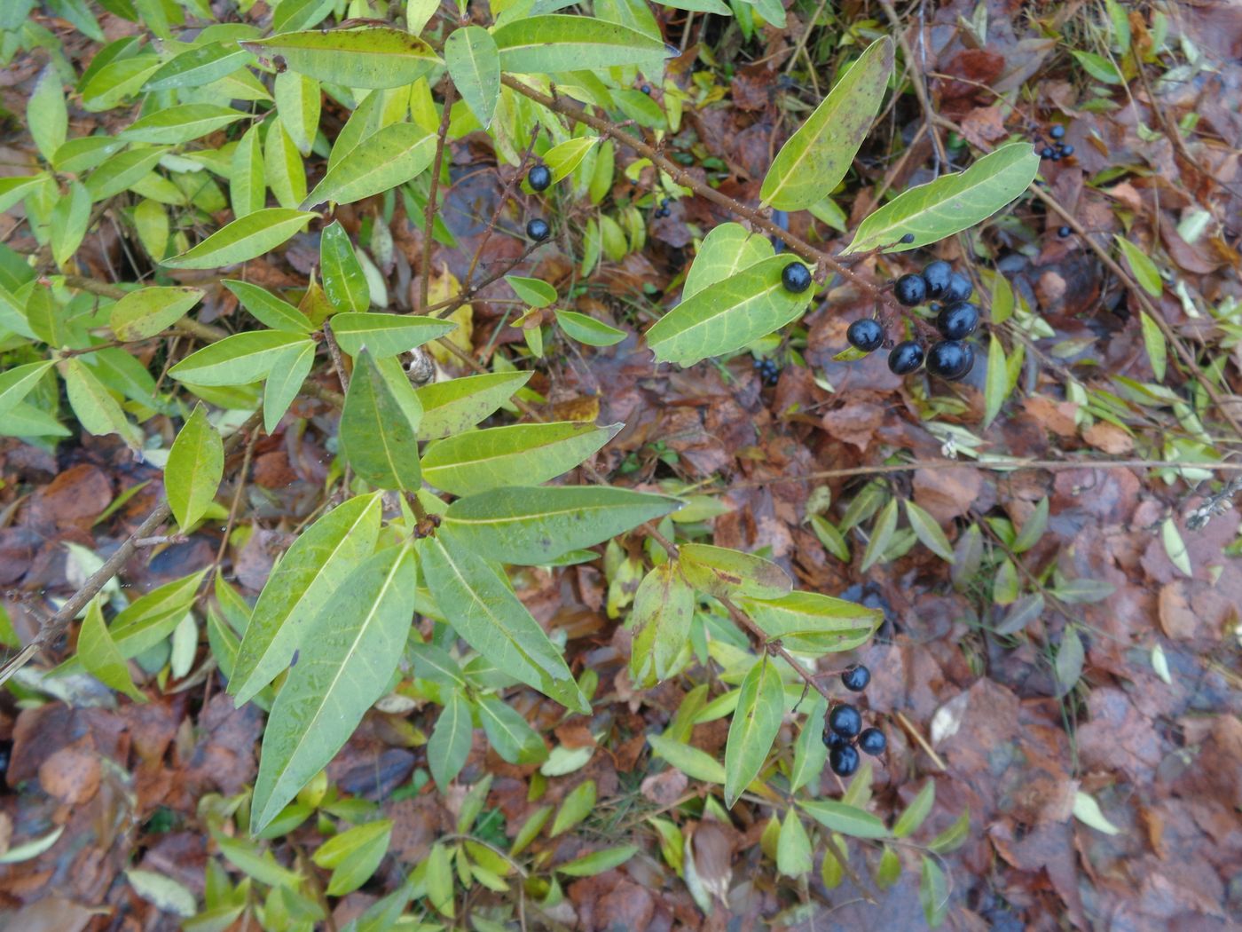 Image of Ligustrum vulgare specimen.