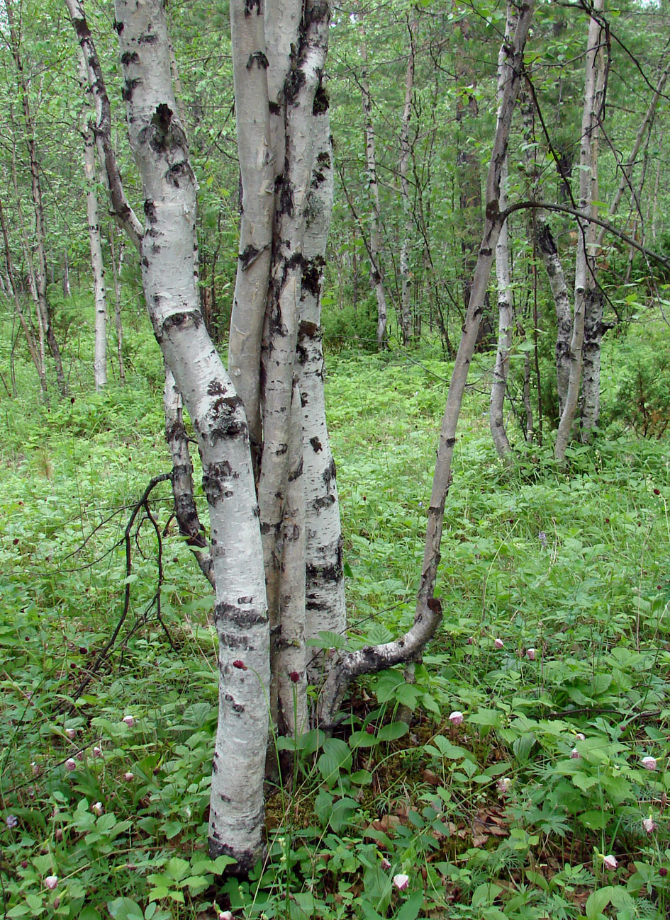 Изображение особи род Betula.