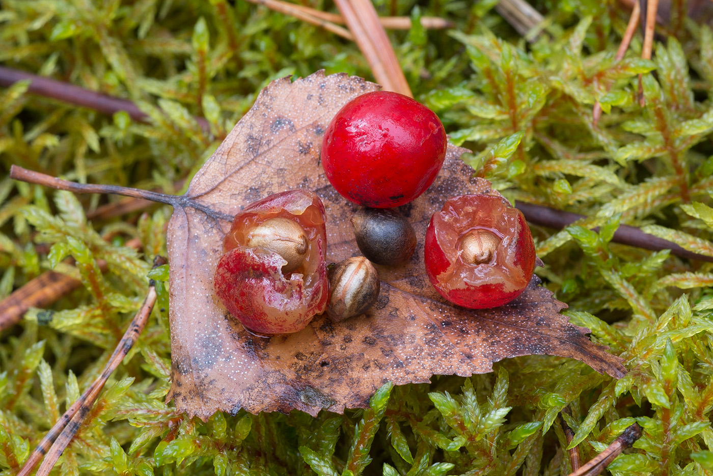 Image of Daphne mezereum specimen.