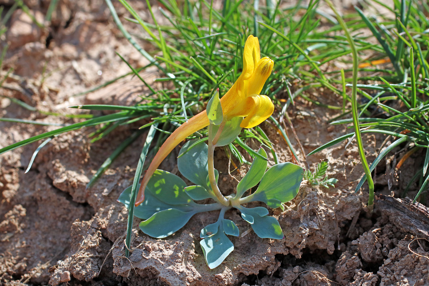 Image of Corydalis sewerzowii specimen.