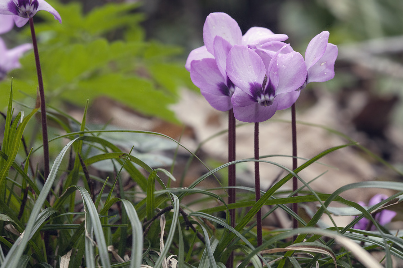 Image of Cyclamen coum specimen.