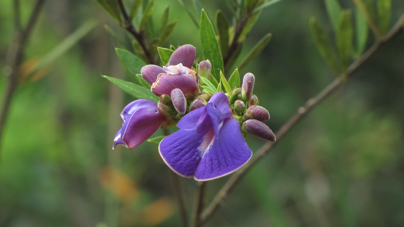 Изображение особи Periandra mediterranea.