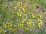 Thalictrum minus