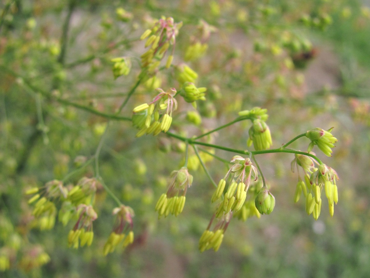 Image of Thalictrum minus specimen.