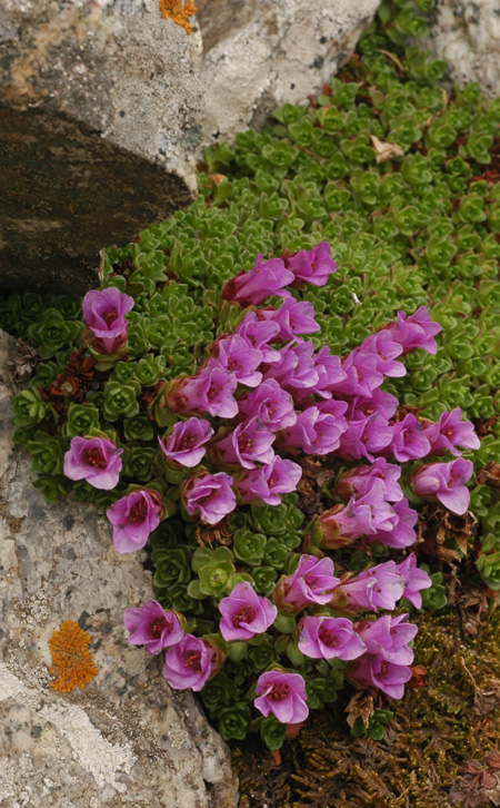 Image of Saxifraga asiatica specimen.