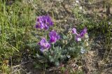Oxytropis lanata. Цветущее растение. Бурятия, Кижингинский р-н, р. Кодун, песчаный берег. 25.07.2018.