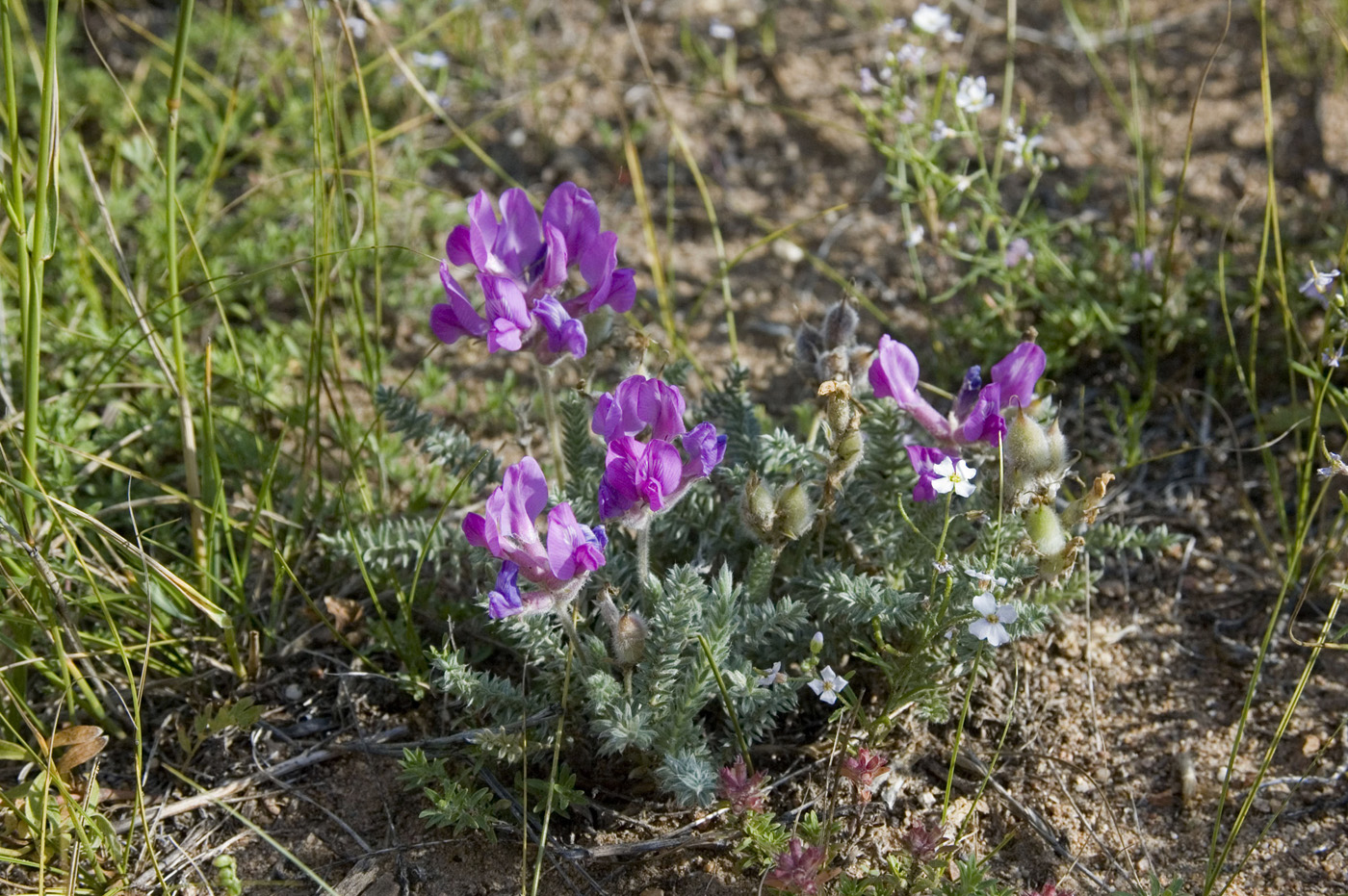 Image of Oxytropis lanata specimen.