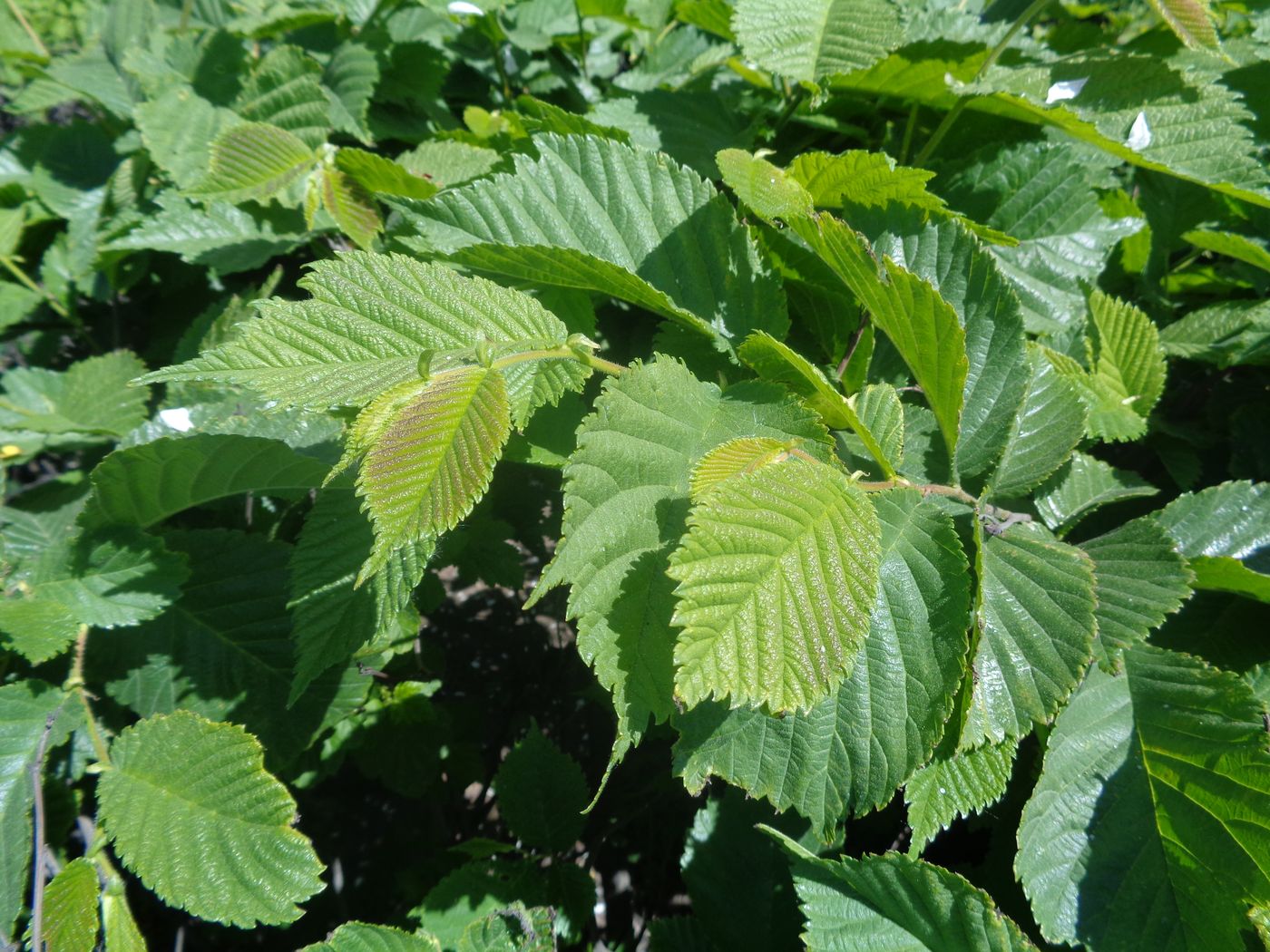 Изображение особи Ulmus glabra.