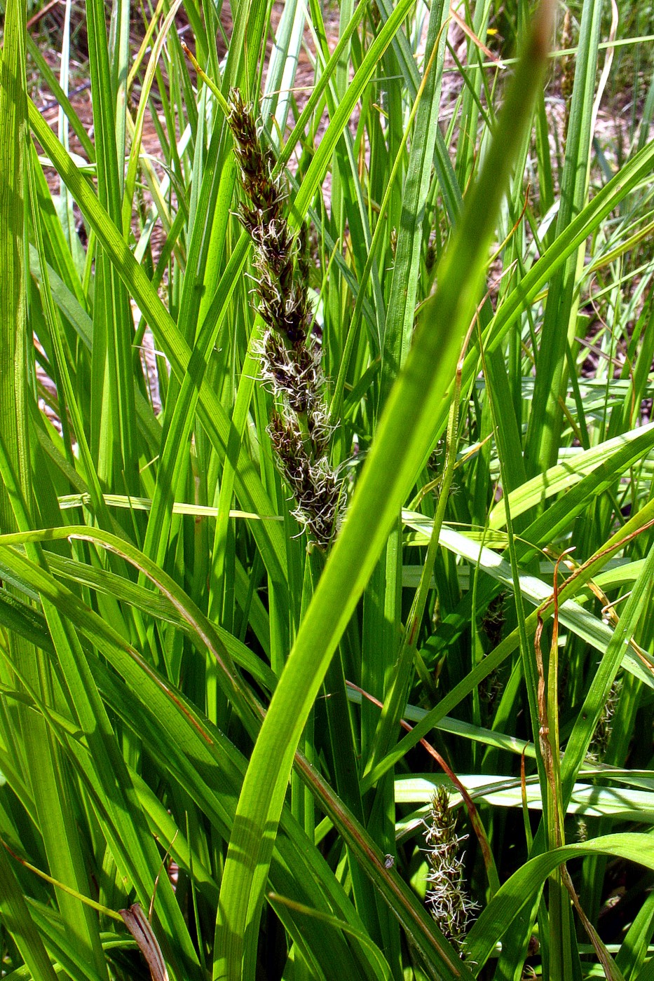 Image of Carex vulpina specimen.