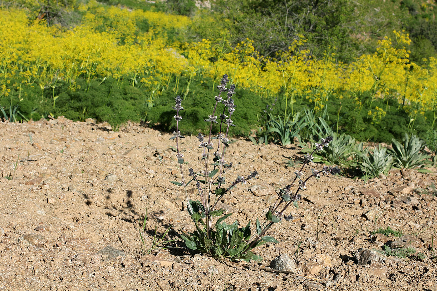 Изображение особи Phlomoides angreni.