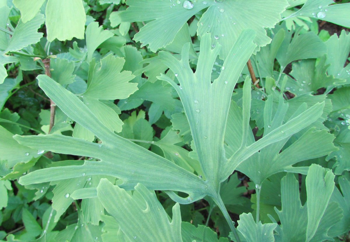 Image of Ginkgo biloba specimen.