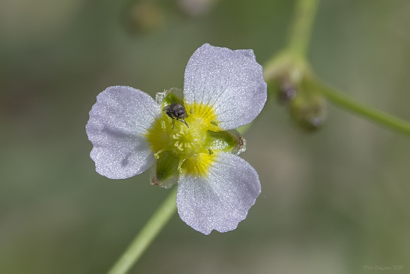 Image of Alisma lanceolatum specimen.