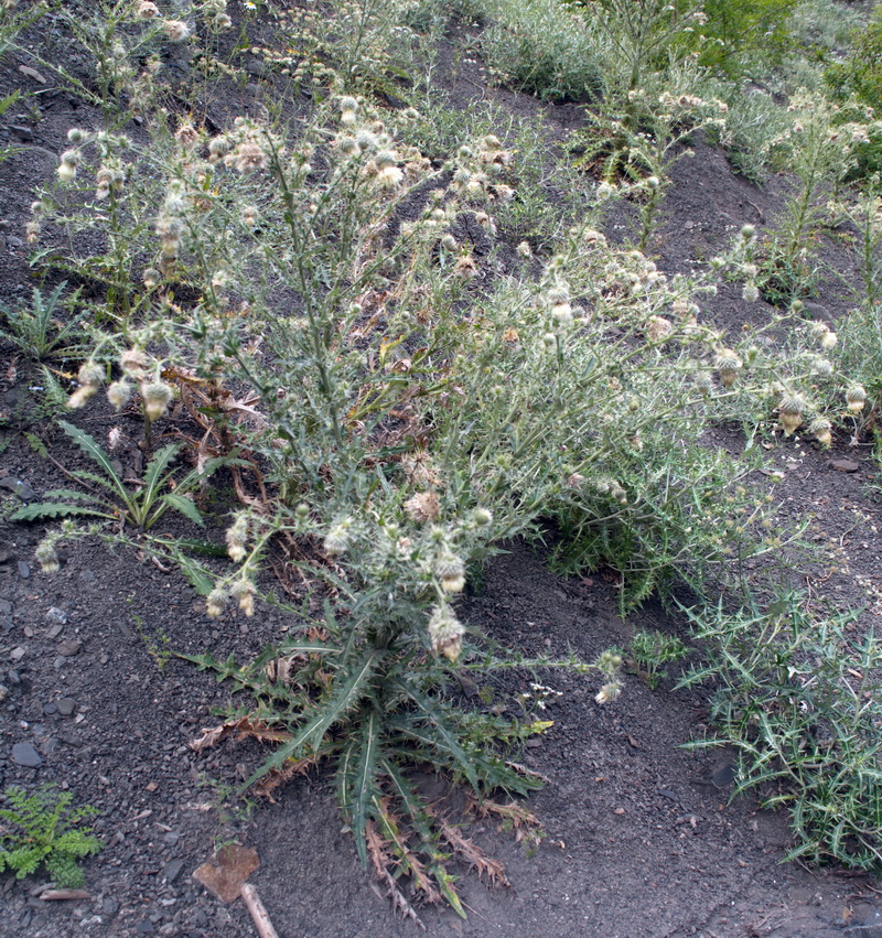 Изображение особи Cirsium echinus.