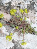 Euphorbia petrophila