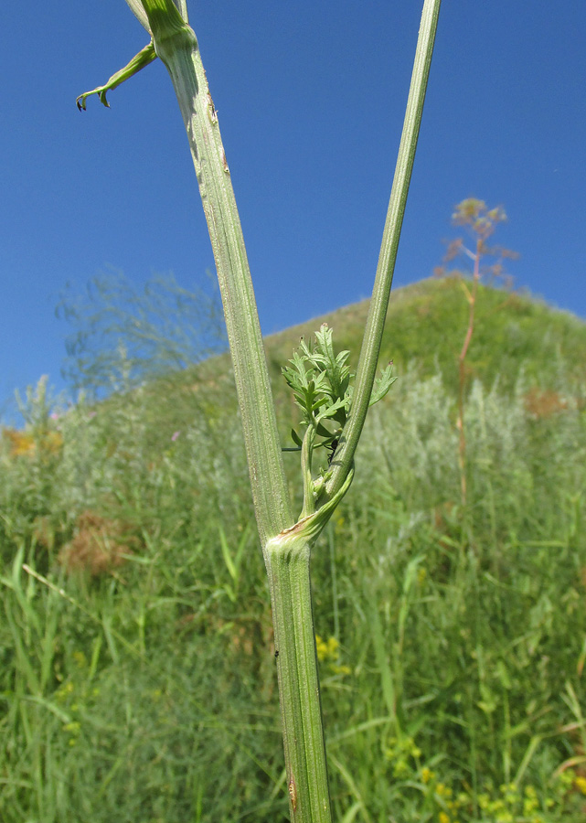 Image of Seseli libanotis specimen.