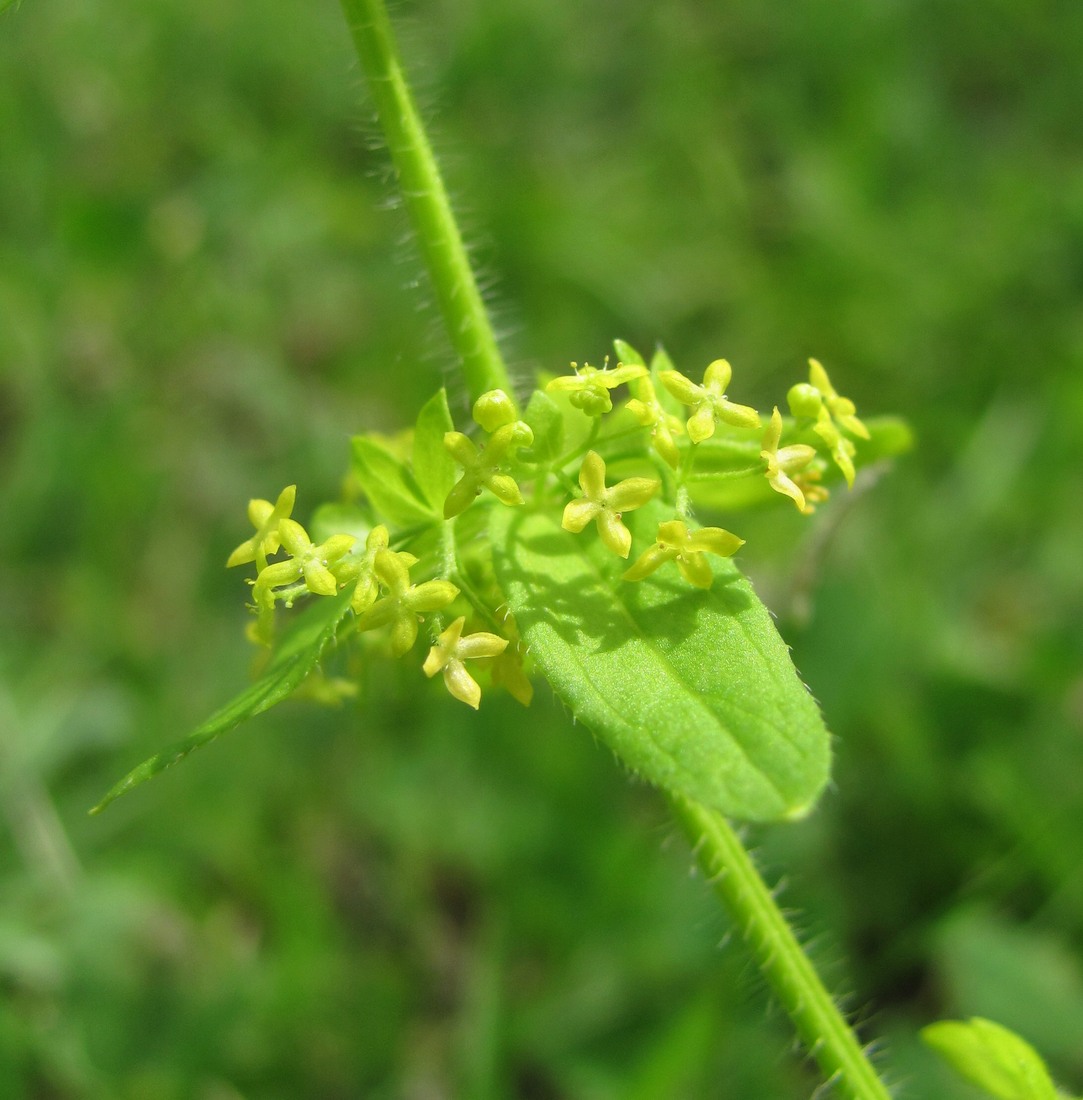 Image of Cruciata laevipes specimen.