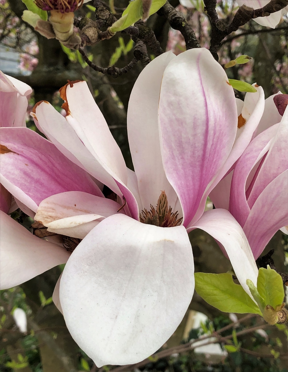 Image of Magnolia &times; soulangeana specimen.