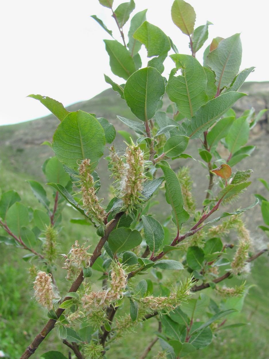 Изображение особи Salix kuznetzowii.