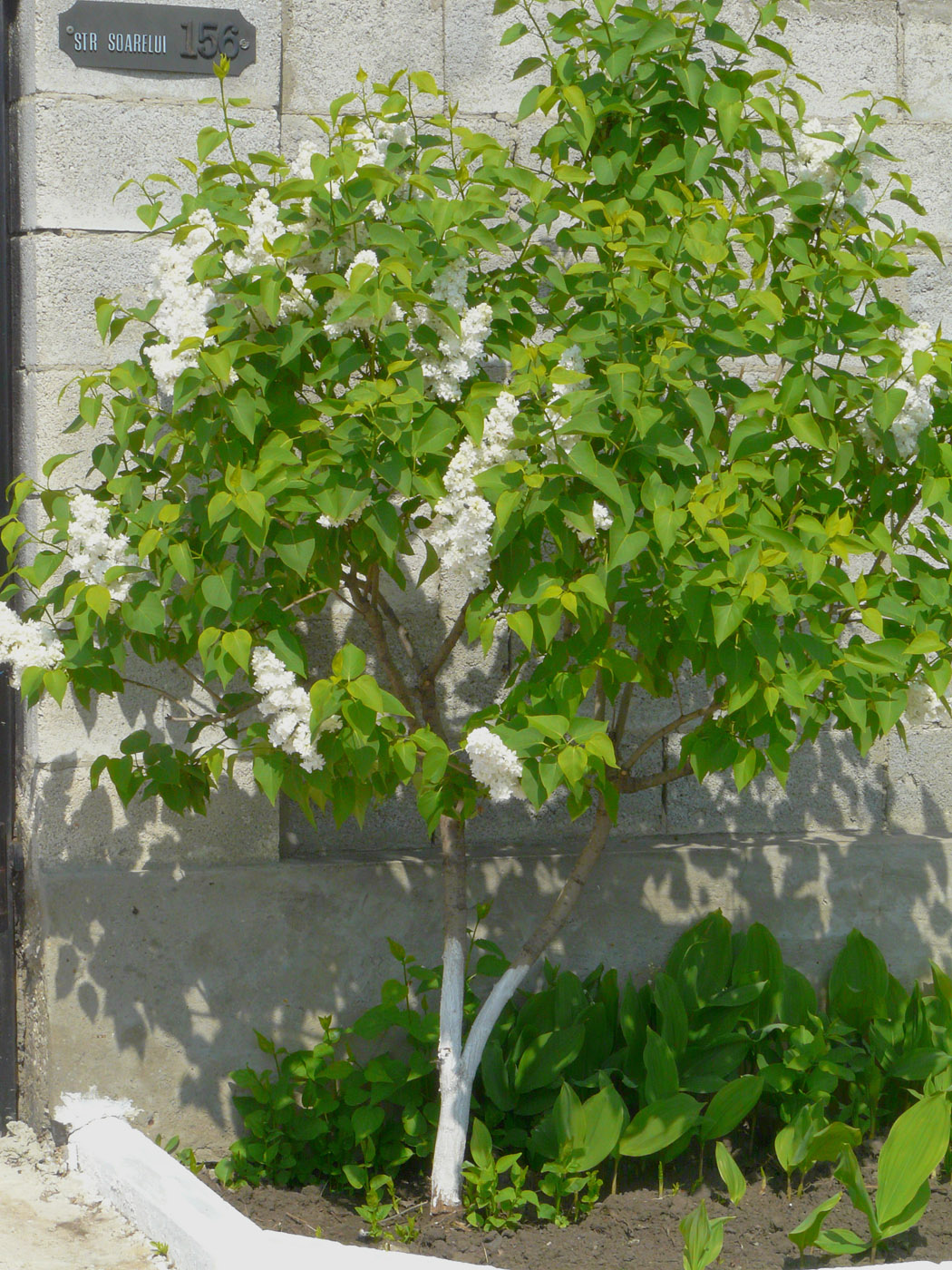 Image of Syringa vulgaris specimen.