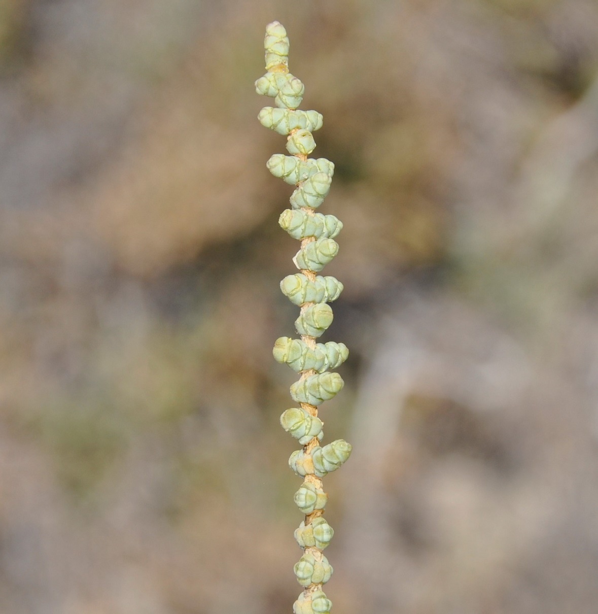 Image of Halocnemum strobilaceum specimen.