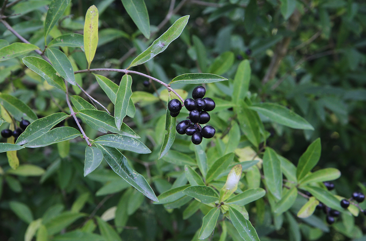 Image of Ligustrum vulgare specimen.