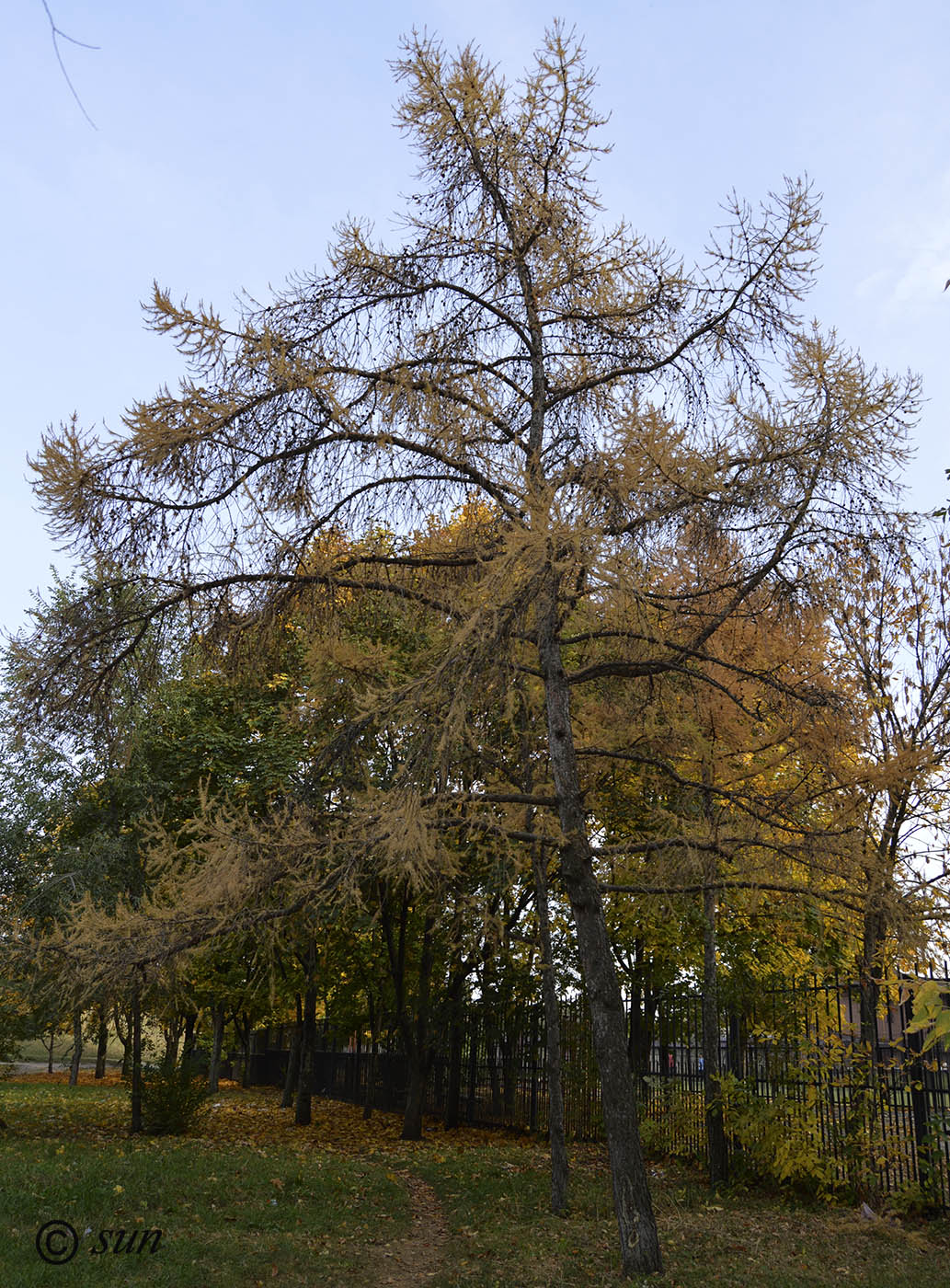Image of Larix gmelinii specimen.