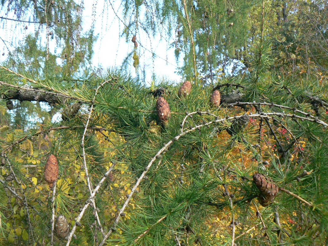 Изображение особи Larix decidua.