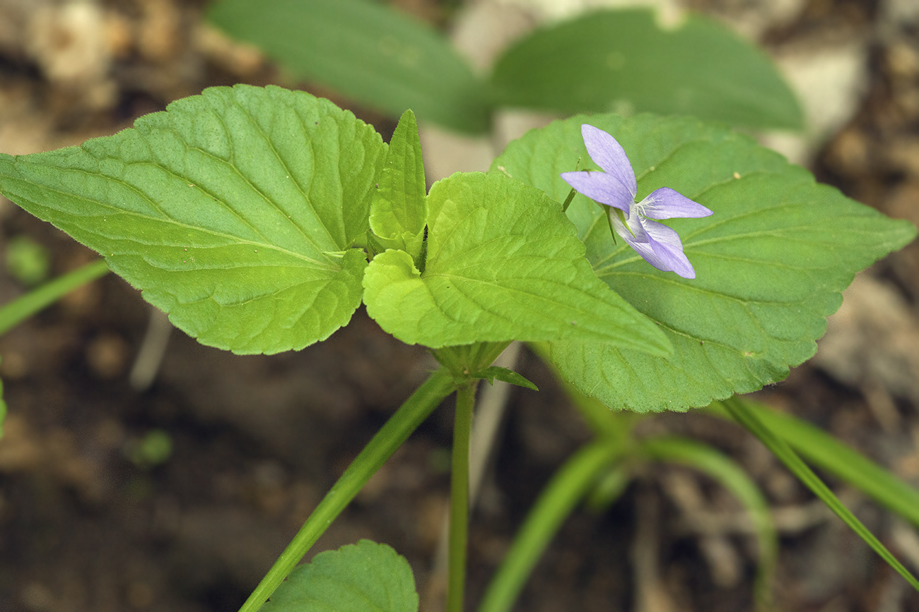 Изображение особи Viola acuminata.