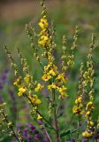 Verbascum chaixii подвид austriacum. Соцветие. Сербия, горный массив Златибор, окр. пещеры Стопича, луг на опушке широколиственного леса. 13.07.2019.