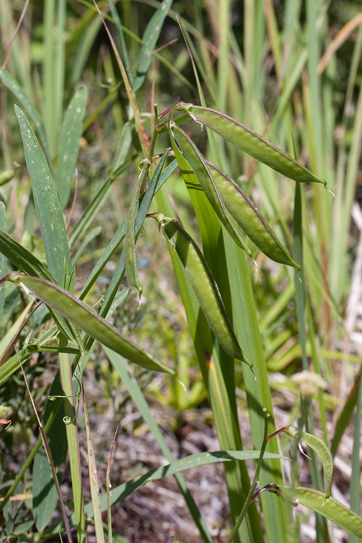 Изображение особи Lathyrus sylvestris.