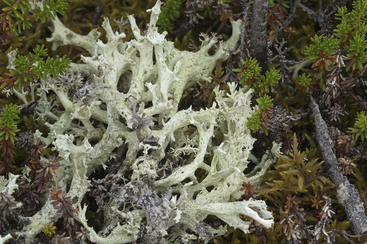 Изображение особи Cladonia boryi.