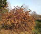 Physocarpus opulifolius