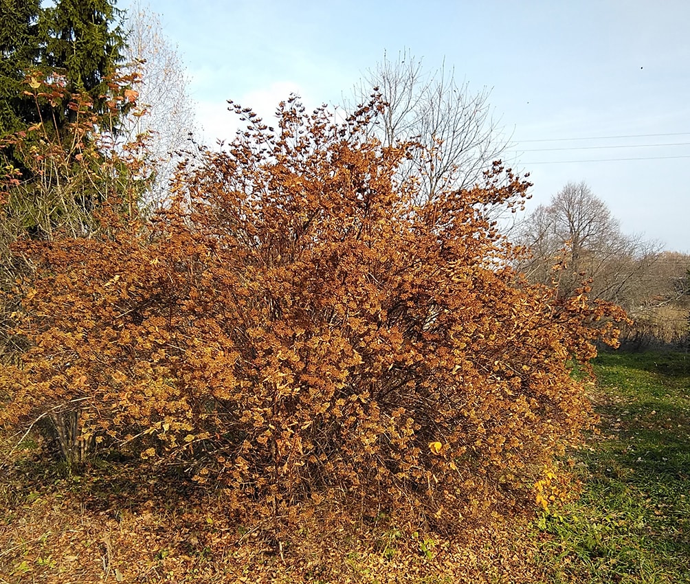 Изображение особи Physocarpus opulifolius.