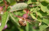 Rosa amblyotis