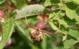 Rosa amblyotis. Незрелый плод и части листьев. Камчатский край, Елизовский р-н, окр. пос. Раздольный, разнотравно-кустарниковый луг. 25.07.2019.