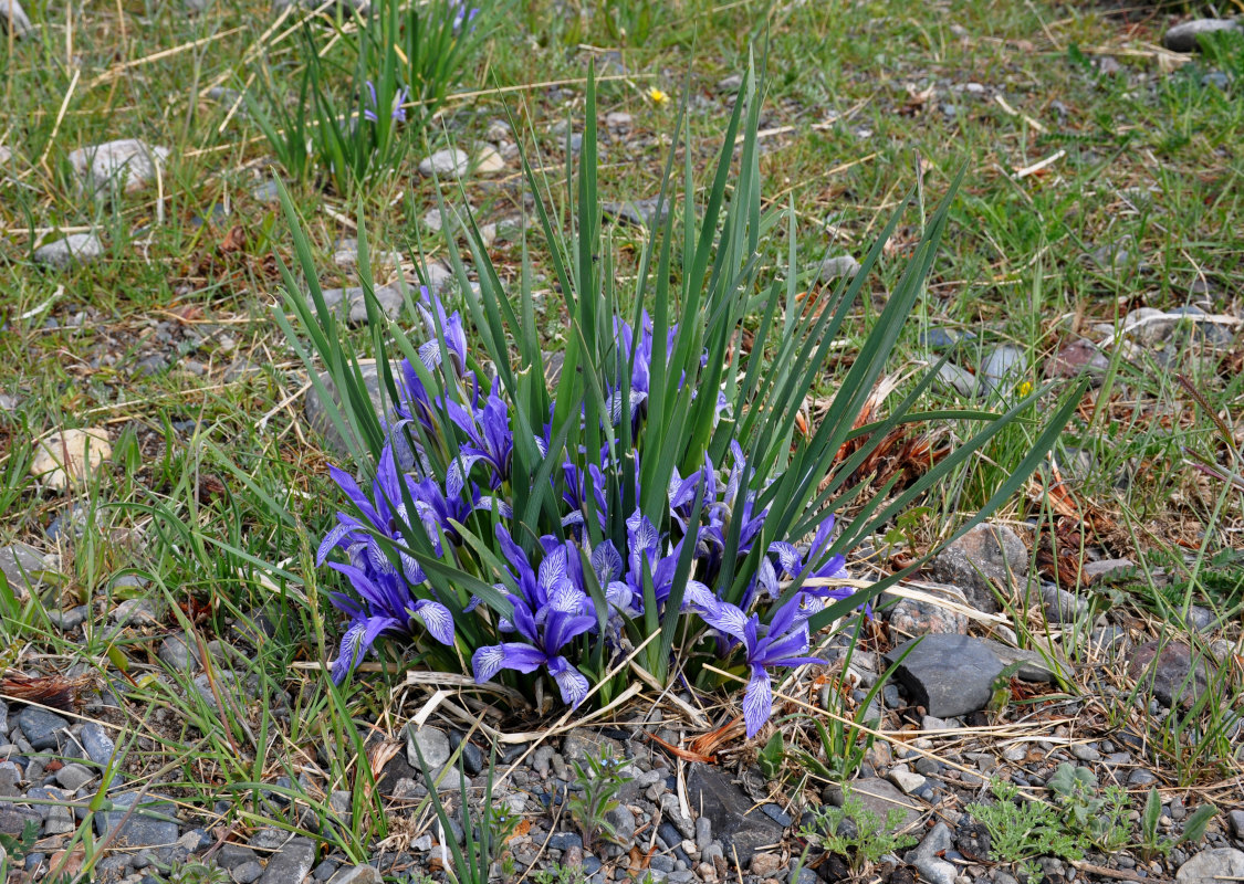 Изображение особи Iris pallasii.