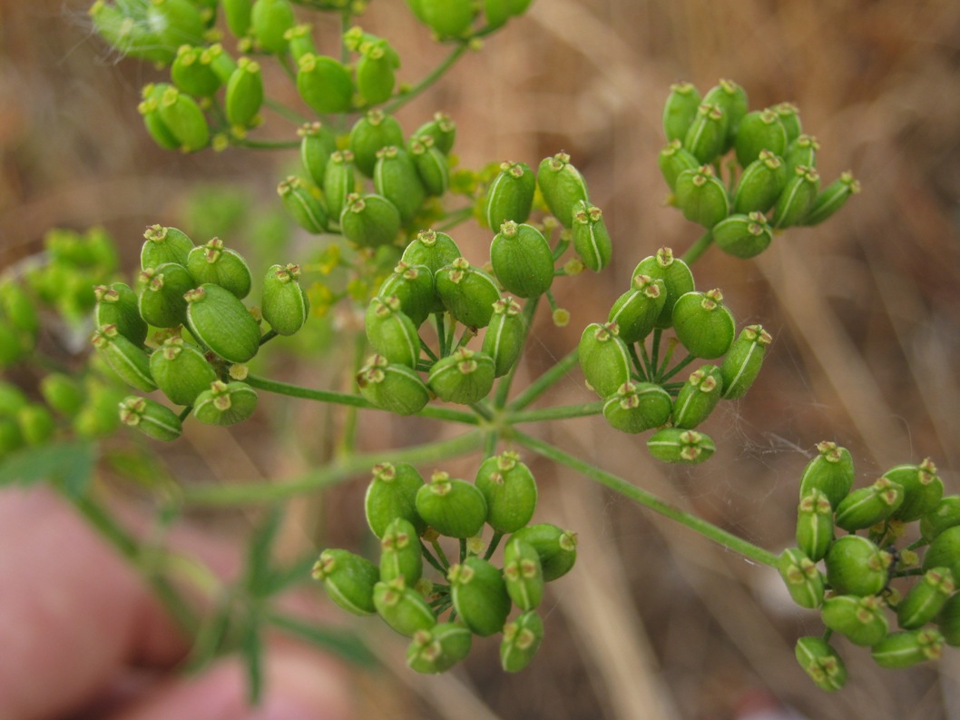 Изображение особи Pastinaca sylvestris.