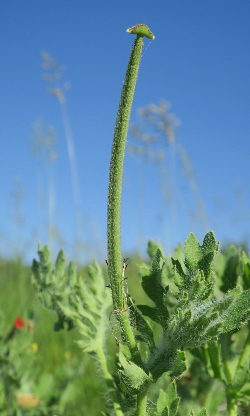 Изображение особи Glaucium corniculatum.