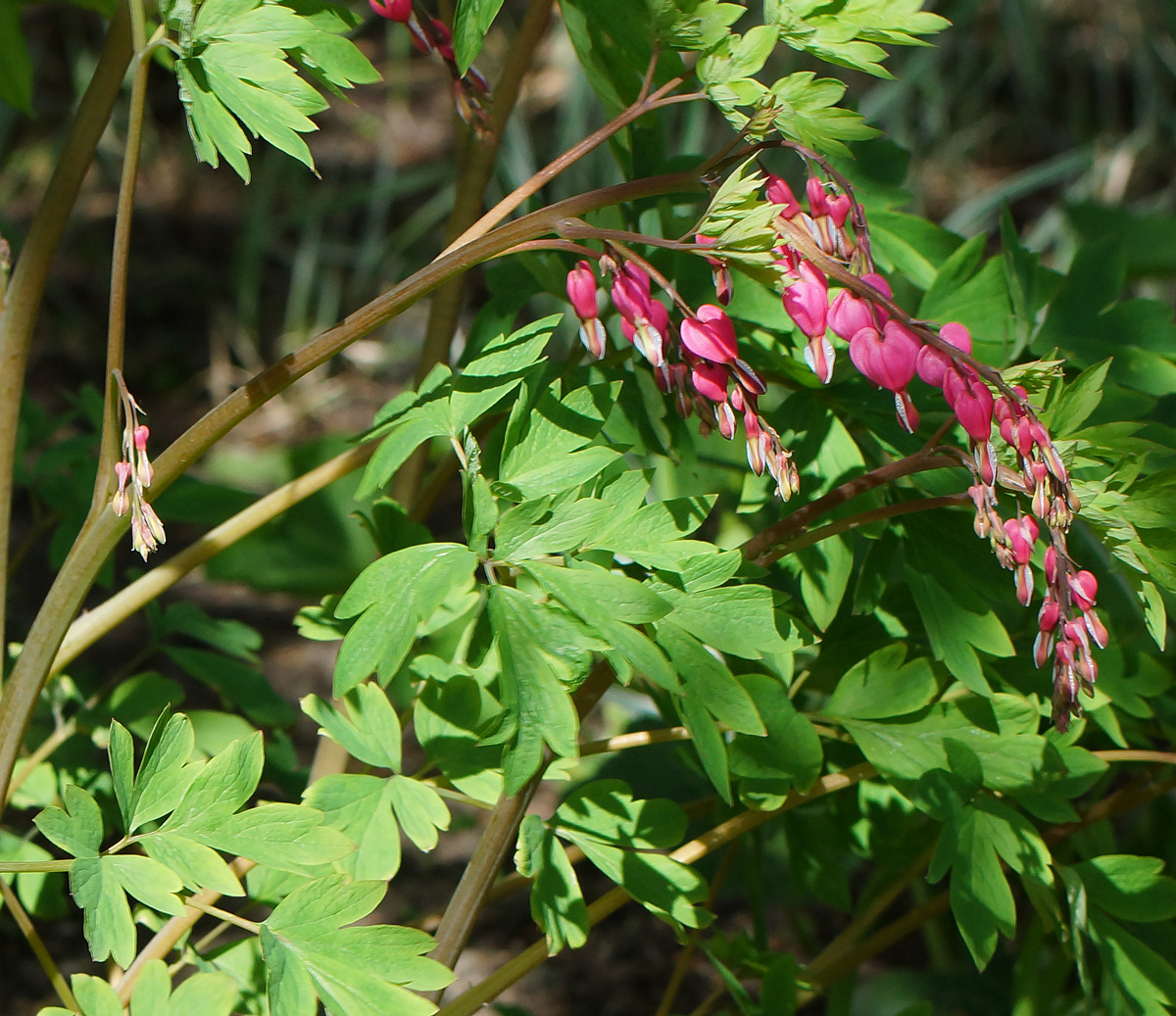 Image of Dicentra spectabilis specimen.