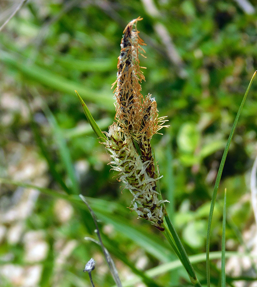 Изображение особи Carex cuspidata.