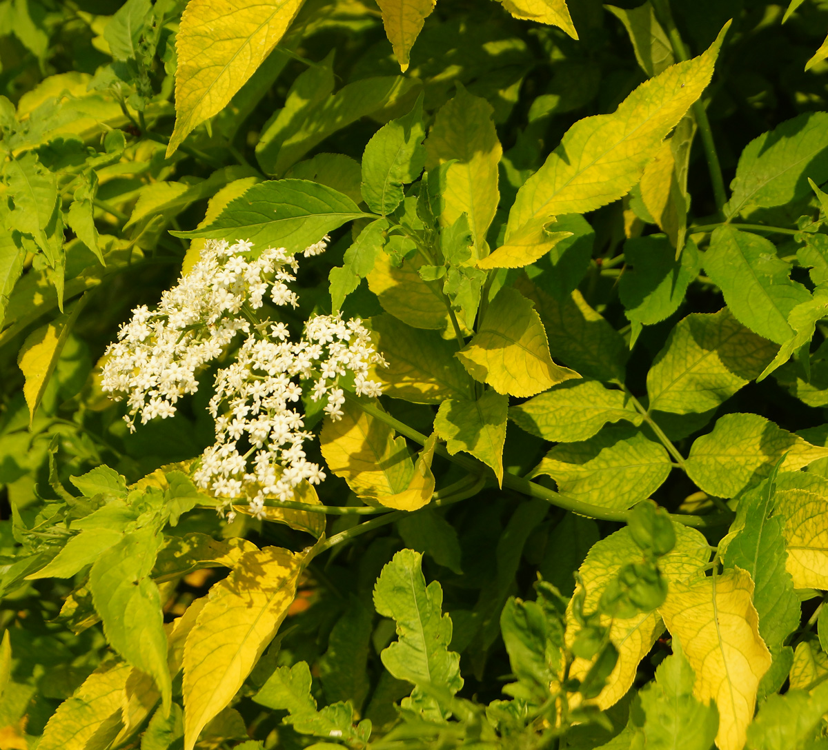 Image of Sambucus nigra specimen.