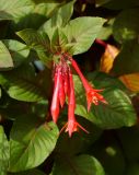 Fuchsia triphylla