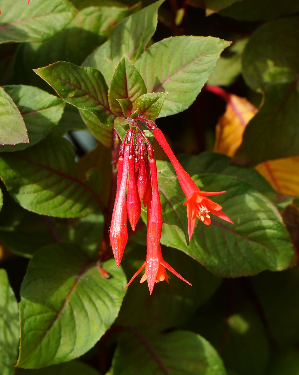 Изображение особи Fuchsia triphylla.