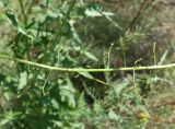 Sisymbrium loeselii. Часть стебля с незрелыми плодами. Кыргызстан, Чуйская обл., западная окр. с. Восток, разнотравный луг. 21.05.2019.