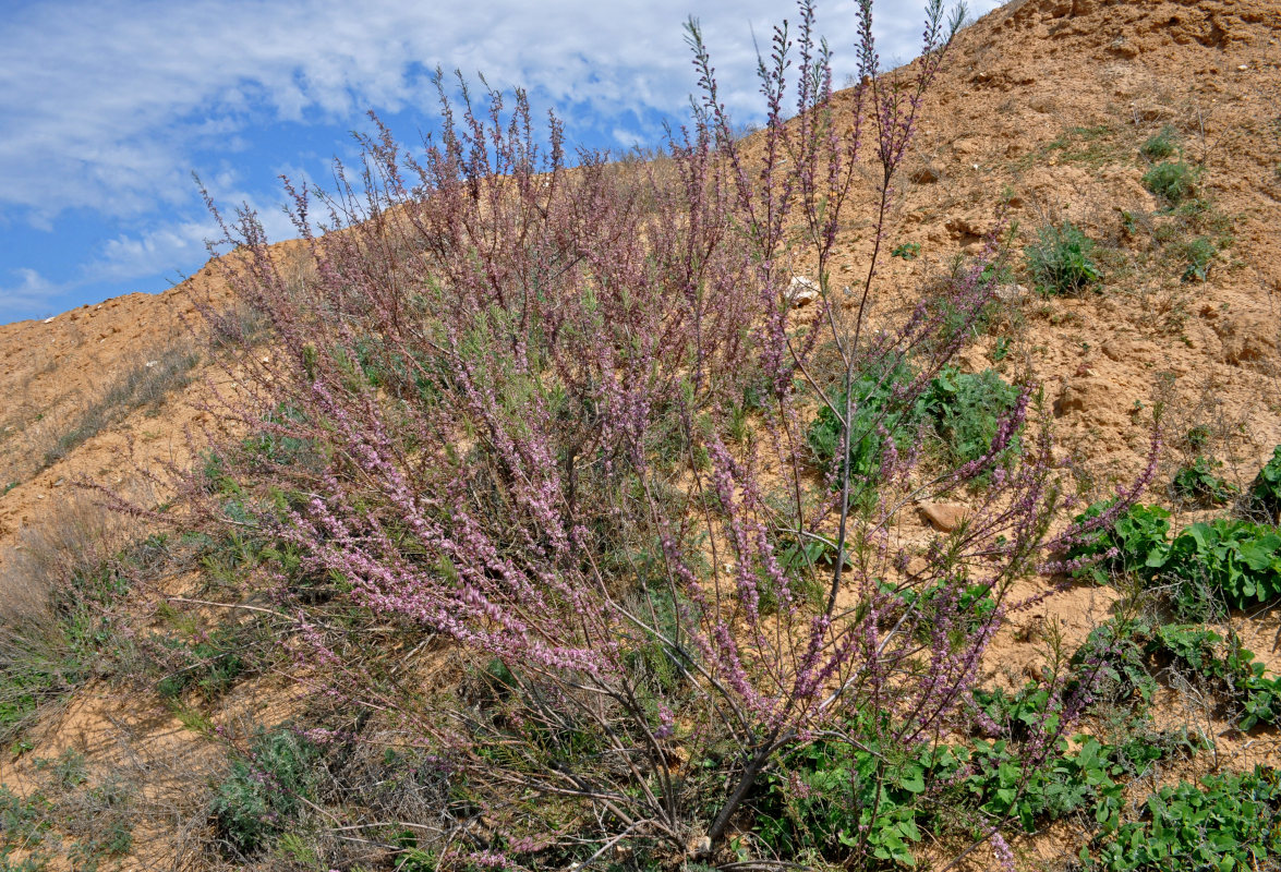 Image of Tamarix laxa specimen.