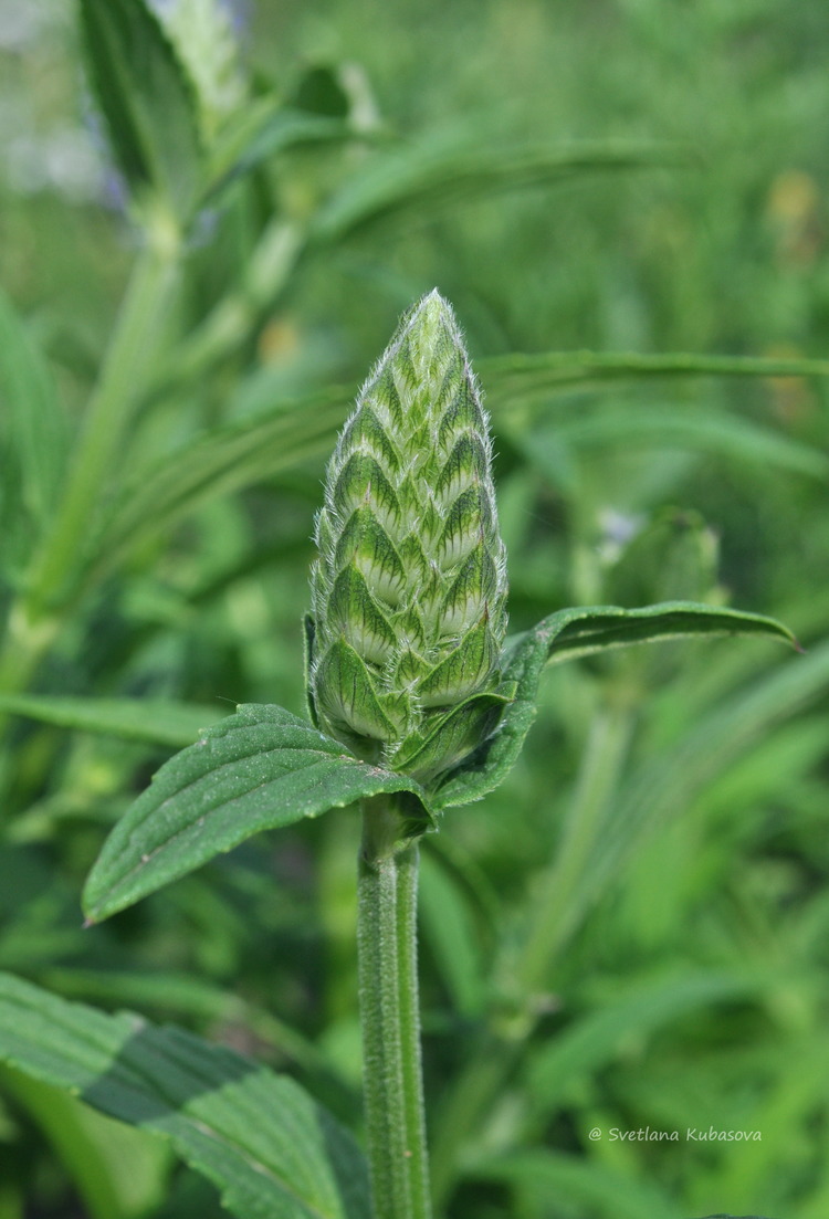 Image of Nepeta nervosa specimen.